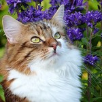 Аватар Кот с зелеными глазами в цветах