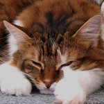 Аватар Спящий рыжий кот