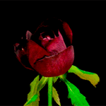 99px.ru аватар Распускающаяся темно-красная роза