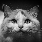 99px.ru аватар Усатый кот смотрит на нас
