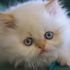 Аватар Белый пушистый котенок