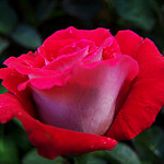 99px.ru аватар Красная роза на фоне листьев