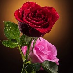 99px.ru аватар Бордовая и розовая розы