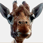 Аватар Морда жирафа на белом фоне