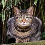 Аватар Кот сидит в причудливой позе
