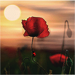 99px.ru аватар Божья коровка на стебле красного мака на закате дня
