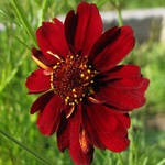 99px.ru аватар Цветок большой темно-красной астры на фоне светло-зеленой травы