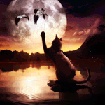 99px.ru аватар Кошка смотрит на птиц летящих в небе на фоне луны