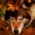 Аватар Волк выглядывает из-за осенних листьев