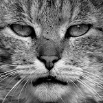 Аватар Мордочка кота, ву Peter OrlickГЅ