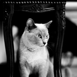 Аватар Котенок сидит под стулом