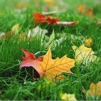 99px.ru аватар На зеленой траве лежат красные и желтые осенние листья