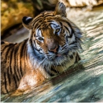 99px.ru аватар Тигр стоит в воде