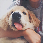 99px.ru аватар Девушка обняла собаку породы золотистого ретривера