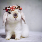 99px.ru аватар Белый кролик с веночком на голове