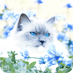 99px.ru аватар Белый кот с голубыми глазами среди голубых цветов