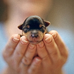 99px.ru аватар Женские руки держат новорожденного щенка