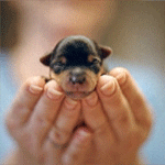 99px.ru аватар Крошечный щенок в руках