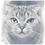 99px.ru аватар Серьезный полосатый кот