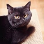 Аватар Черный котенок сидит на полу