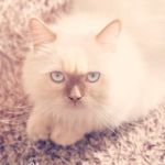 99px.ru аватар Белая кошка сидит на полу