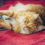 Аватар Рыжий котенок лежит на полу