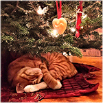99px.ru аватар Рыжий кот спит на покрывале под елкой