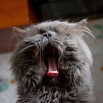 99px.ru аватар Кошка с отрытым ртом, фотограф Vladimir Chumak