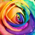 99px.ru аватар Разноцветная роза крупным планом