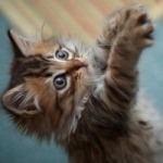 Аватар Котенок с поднятыми лапками