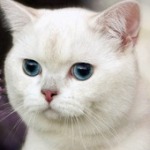 Аватар Мордочка голубоглазого белого кота