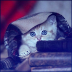 99px.ru аватар Милый котенок укутанный в плед прячется за стопкой книг