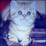 Аватар Милый котенок смотрит в сторону