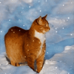 99px.ru аватар Рыжий кот под снегом