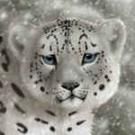 99px.ru аватар Мордочка снежного ирбиса