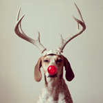 99px.ru аватар Собака с оленьими рогами и красным носом