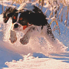 99px.ru аватар Собака сделала прыжок на белоснежном снегу