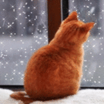 99px.ru аватар Котик смотрит на заснеженное окно