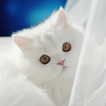 99px.ru аватар Красивый пушистый котик