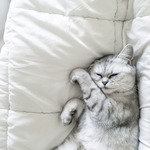 99px.ru аватар Белый кот спит