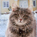 99px.ru аватар Кошка от неожиданности приседает, когда ей на голову падает охапка снега