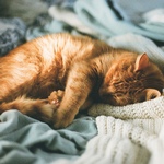 Аватар Спящий рыжий котенок