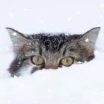99px.ru аватар Мордочка кота в снегу, исходник by JoniNiemela