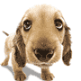 99px.ru аватар Коричневая собака виляет хвостом и моргает глазами