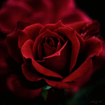 99px.ru аватар Красная красивая роза