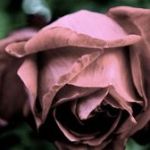 99px.ru аватар Темно - розовая роза, фотограф M0THart