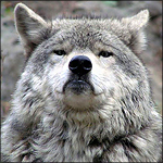 Аватар Обиженный серый волк