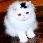 99px.ru аватар Маленький белый котенок с черным пятнышком на голове
