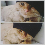 Аватар Серии фото с котом в шапке