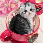 99px.ru аватар Маленький котенок в чашке